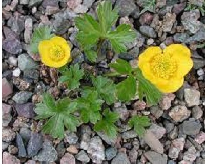 Ranunculus, Mountain Buttercup Molten Gold