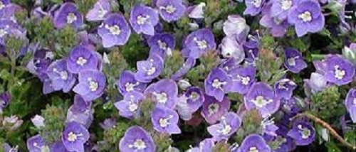 Veronica, Whitleys Speedwell Whitleyi