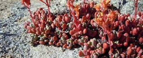 Sedum Species, Sierra Stonecrop