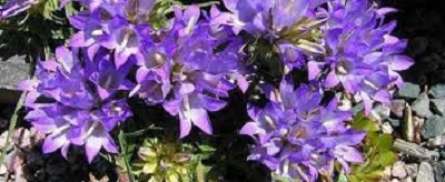 Edraianthus Species, Grassy Bells