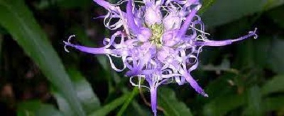 Phyteuma Species, Pride of Sussex, Round-Headed Rampion