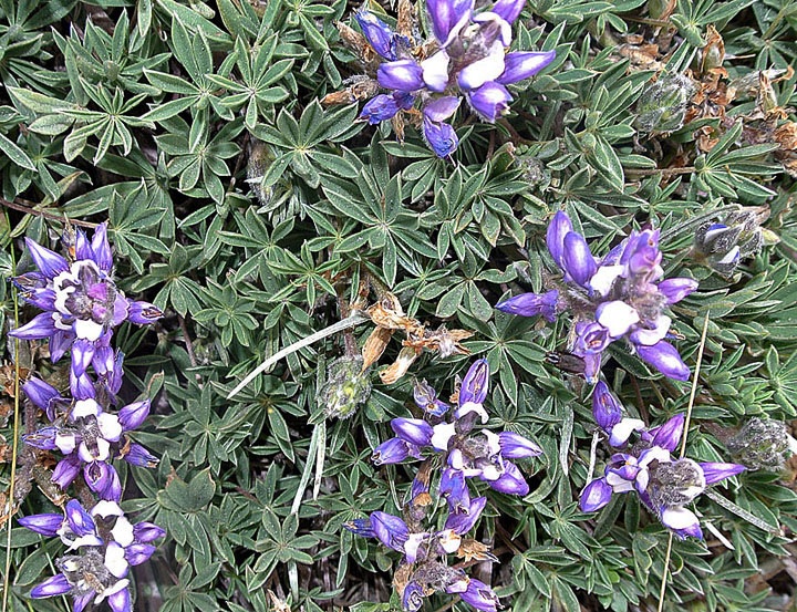 Lupinus Species, Lupine