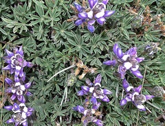 Lupinus Species, Lupine
