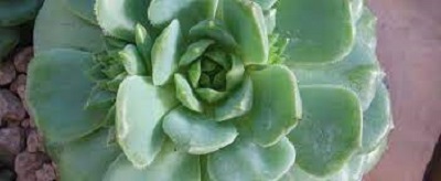 Echeveria Dondo