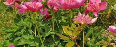 Garden Peony Elfin Beauty