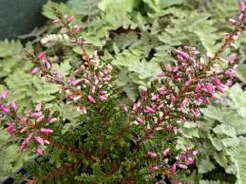 Calluna, Ling, Scotch Heather Allegro