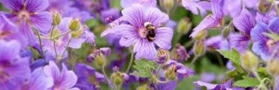 Geranium Species, Cranesbill, Geranium