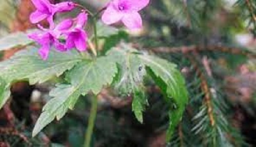 Cardamine Species, Carpathian Toothwort