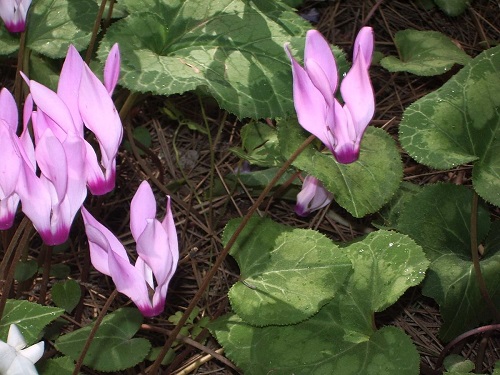 Cyclamen Species