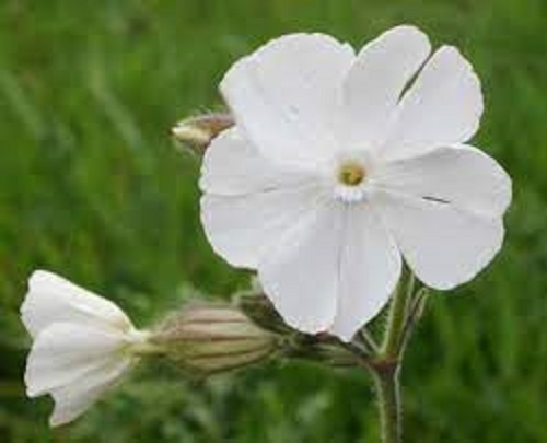 Silene, Campion