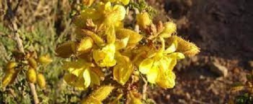 Balsamocarpon Species, Algarrobilla