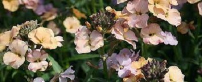 Erysimum, Perennial Wallflower Pastel Patchwork