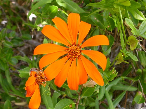 Clavel del Campo