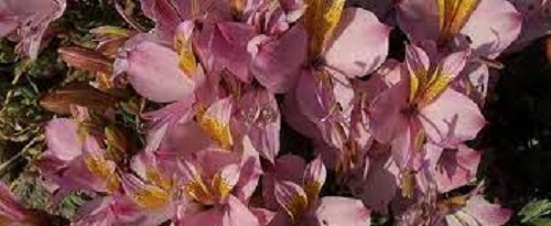 Alstroemeria Species, Lirio del Monte, Mountain Lily