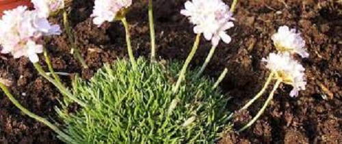 Armeria, Dwarf Thrift, Pyrenees Thrift Sea Pink