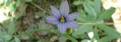 Sisyrinchium Species, Blue-Eyed Grass