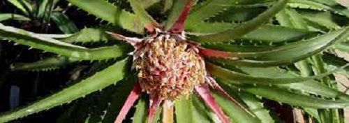 Cardoncillo Bromeliad Species