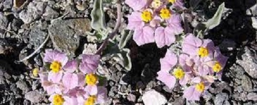 Cruckshanksia Species, Little Mountain Rose