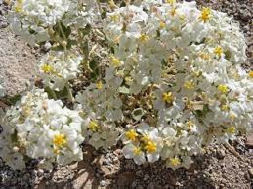 Cruckshanksia Species, Little Rose