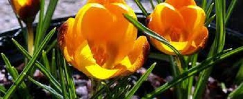 Snow Crocus, Golden Crocus Zwanenburg Bronze