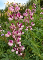 Lupinus, Arroyo Lupine 'Rodeo Rosa'