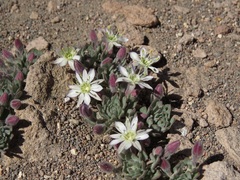Malesherbia Species
