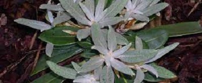 Rhododendron, Elepidote Rhododendron Silver Sovereign