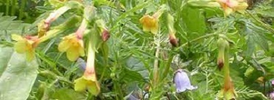 Polemonium Species, Brandegees Jacobs-ladder