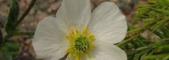 Parnassus-leaved Buttercup