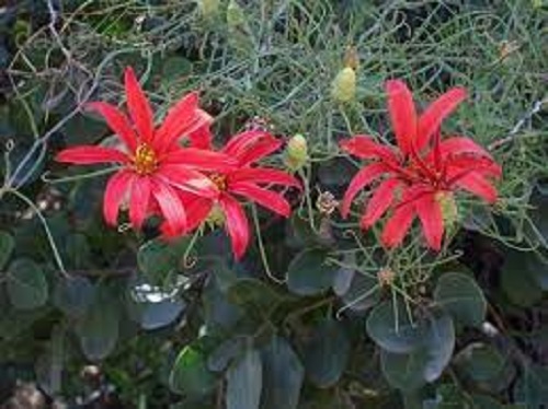 Clavel del Campo (Country Carnation)