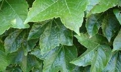 Parthenocissus, Boston Ivy, Japanese Creeper 'Green Showers'