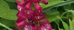 Penstemon, Beard Tongue, Border Penstemon, Garden Penstemon, Pride of the Mountain 'Cerise Kissed'