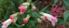 Penstemon, Beard Tongue, Beardtongue, Border Penstemon, Pride of the Mountain 'Raspberry Flair'