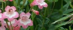 Penstemon, Beard Tongue, Border Penstemon, Garden Penstemon, Pride of the Mountain 'Coral Kissed'