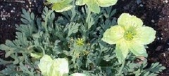 Papaver, Arctic Poppy, Iceland Poppy, Perennial Poppy 'Pacino'