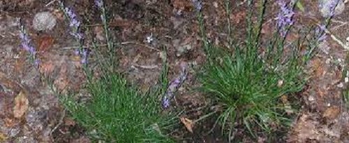 Small-headed Blazing Star