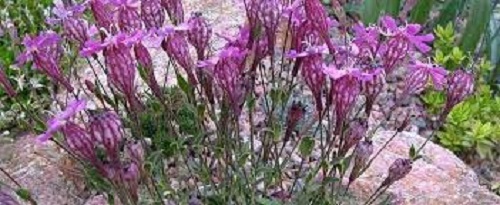 Silene Species, Turkish Catchfly