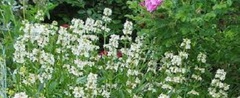 Penstemon Species, Beard Tongue, Yellow Penstemon, Little-Flower Penstemon, Pride of the Mountain