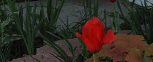 Batalin Botanical Tulip Red Hunter