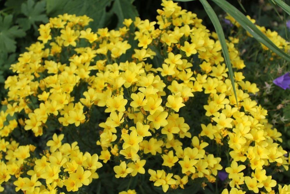 Linum, Dwarf Golden Flax, Yellow Flax Compactum