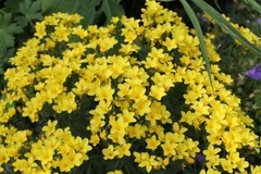 Linum, Dwarf Golden Flax, Yellow Flax 'Compactum'