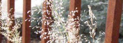 Pine Dropseed, Mountain Mist Grass