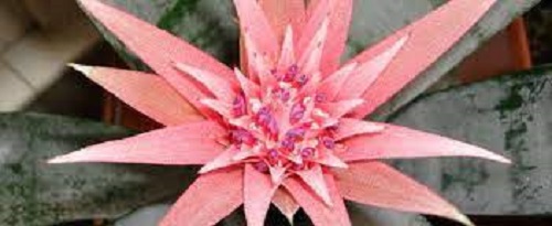 Aechmea Bromeliad, Urn Plant