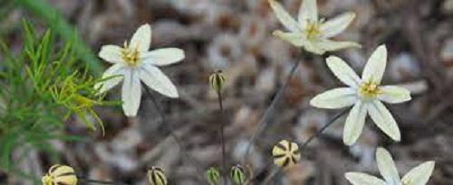 Triteleia, Golden Brodiaea, Pretty Face Starlight