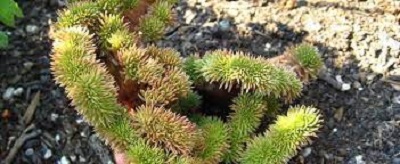 Petrosedum, Cockscomb Stonecrop, Crested Stonecrop Cristata