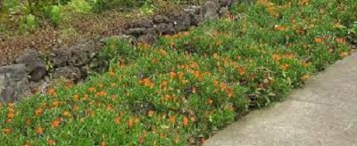Drosanthemum Species, Dew Flower, Ice Plant