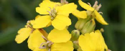 Erysimum Species, Menzies Wallflower, Yadons Wallflower