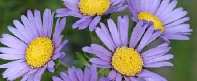 Felicia Species, Dune Daisy, Prickly Felicia