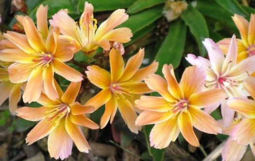 Lewisia, Cliff Maids, Truckee Bitter-Root Little Peach