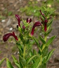 Lobelia Species